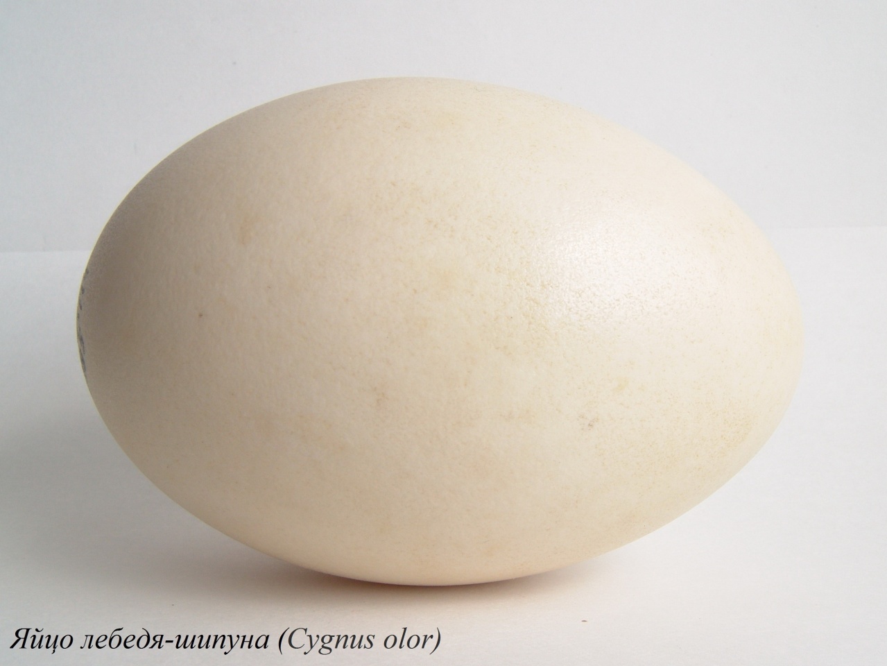 Яйцо лебедя-шипуна